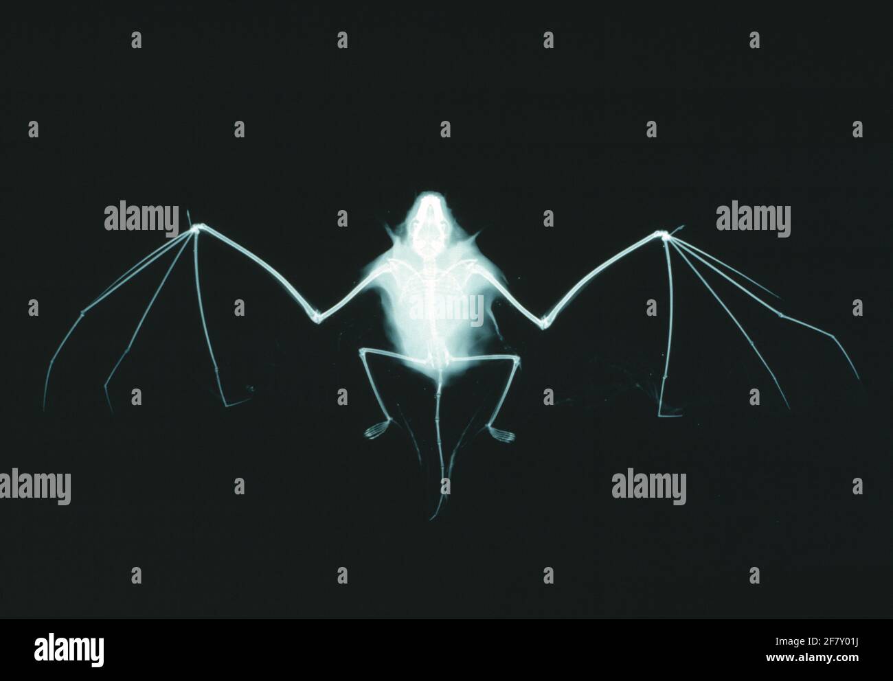 Zoology.  X-Ray of a bat. Stock Photo