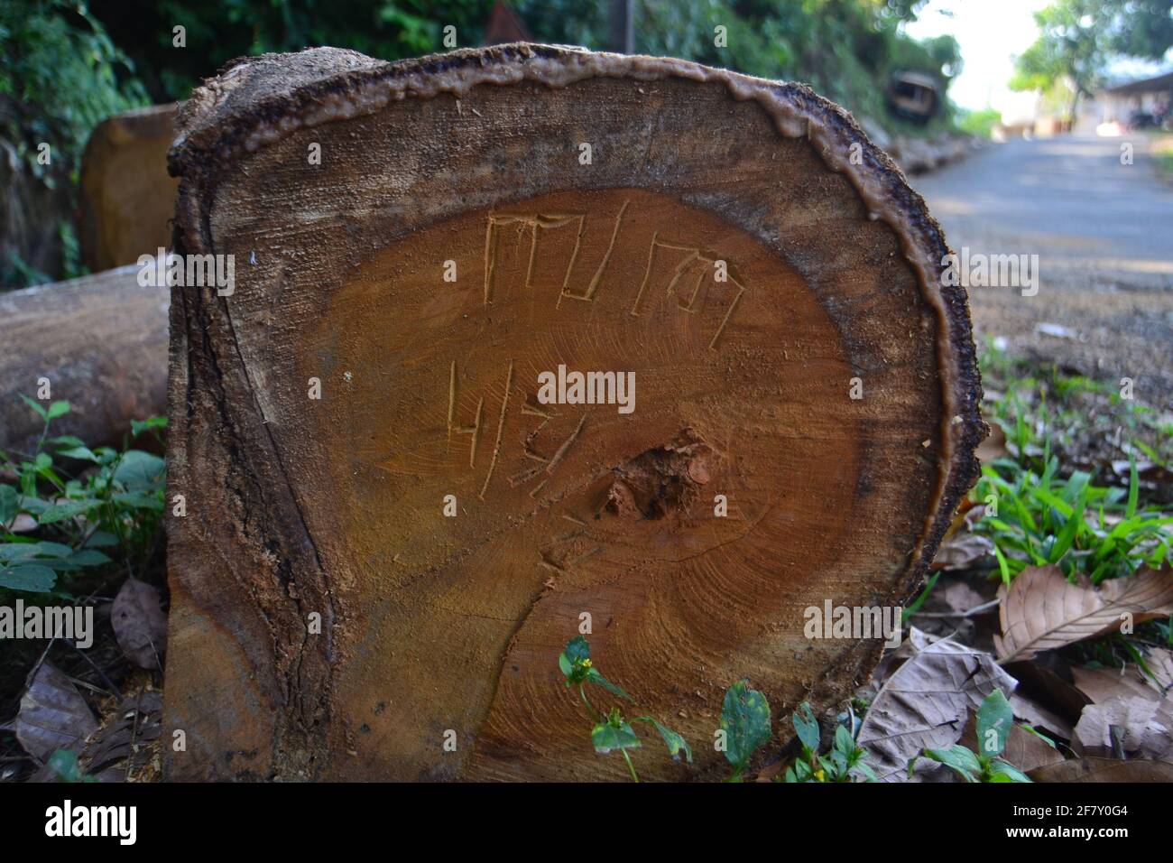 piece of a cut wood Stock Photo