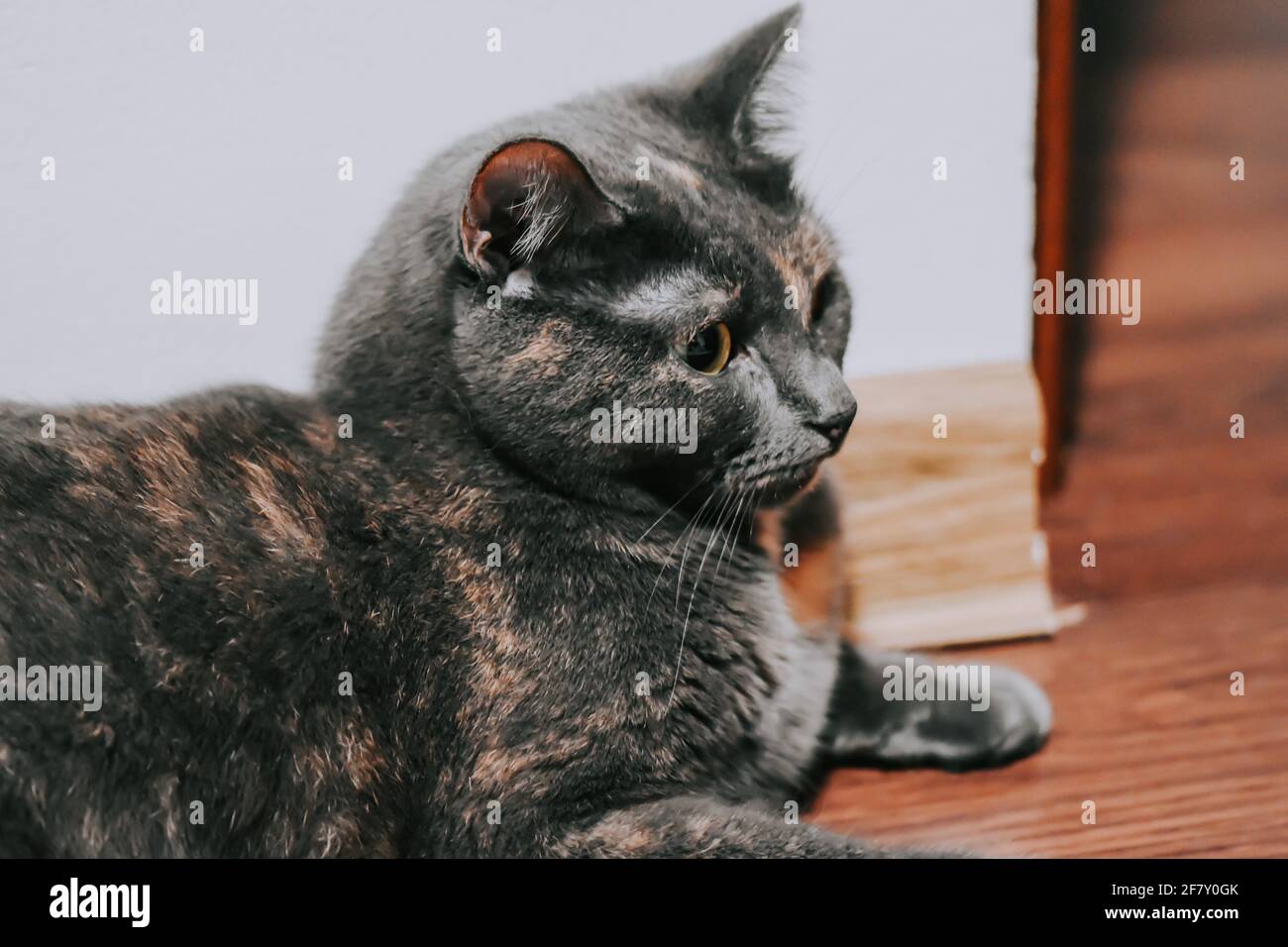 Cute fluffy domestic cat sitting on the floor Stock Photo - Alamy