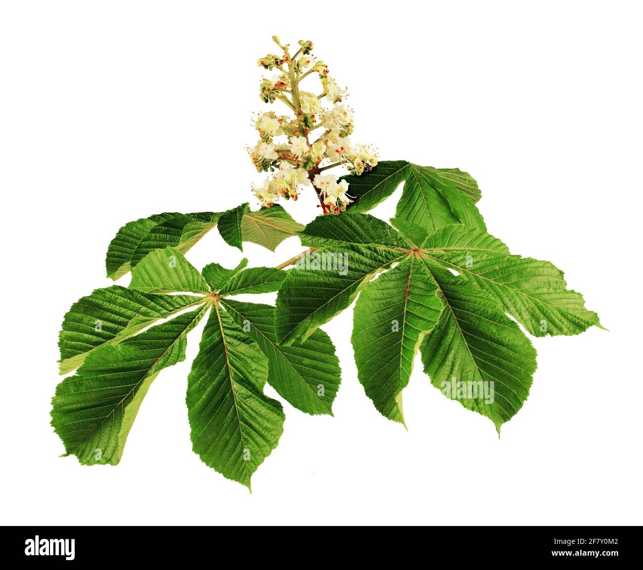 Horse chestnut flower at the end of the branch, isolated on white