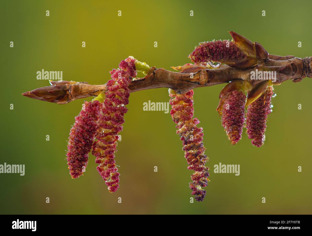 Poplar tree catkins hires stock photography and images Alamy