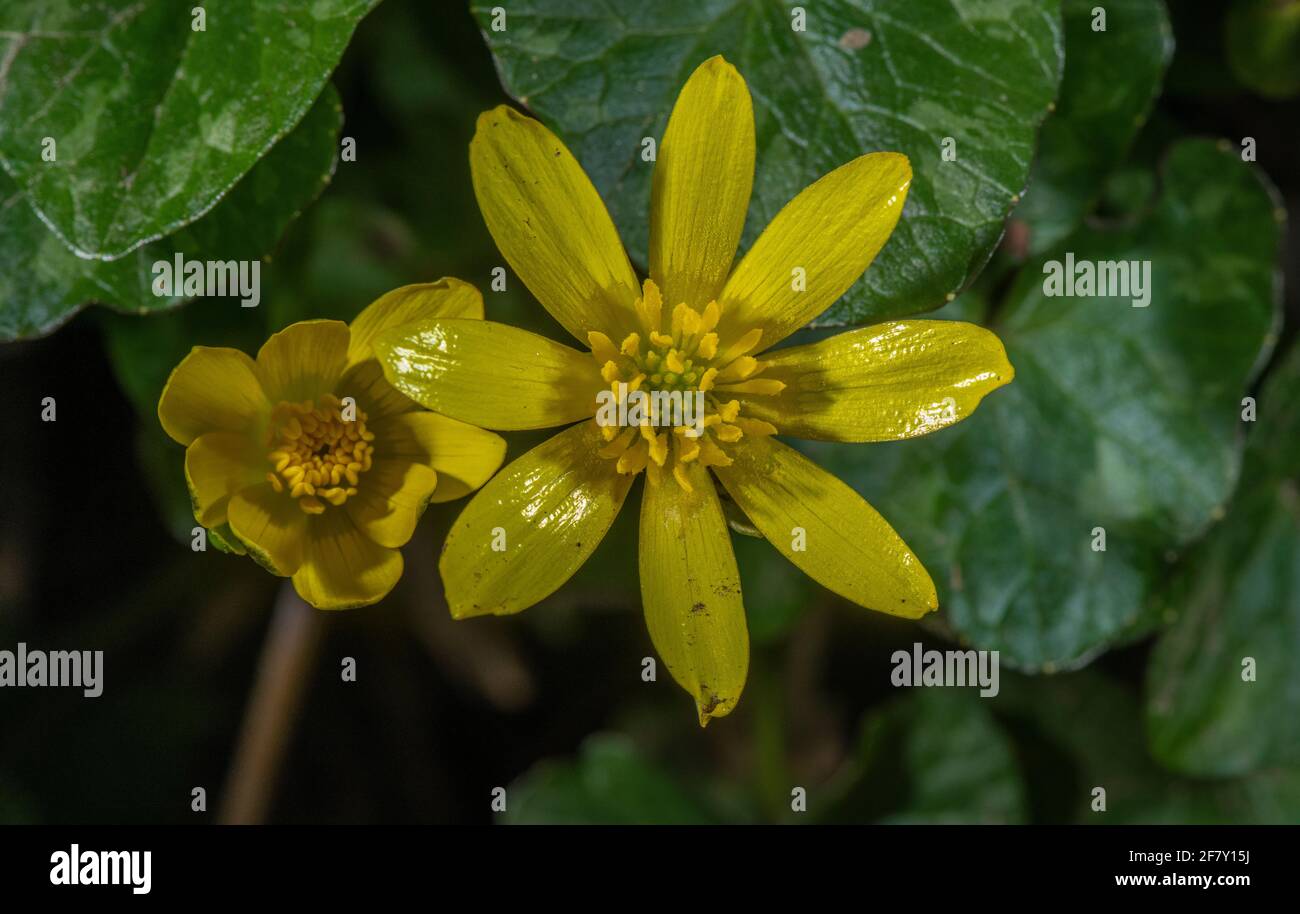 Flower of Lesser celandine, Ficaria verna, in flower in early spring. Stock Photo