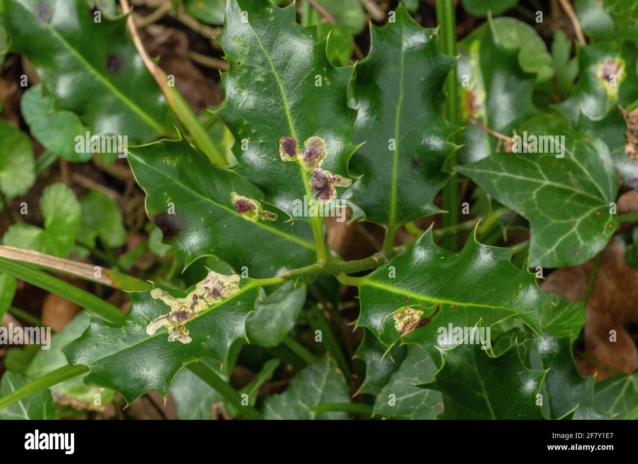 Galls on Holly leaf caused by Phytomyza ilicis, theHolly leaf miner. Stock Photo