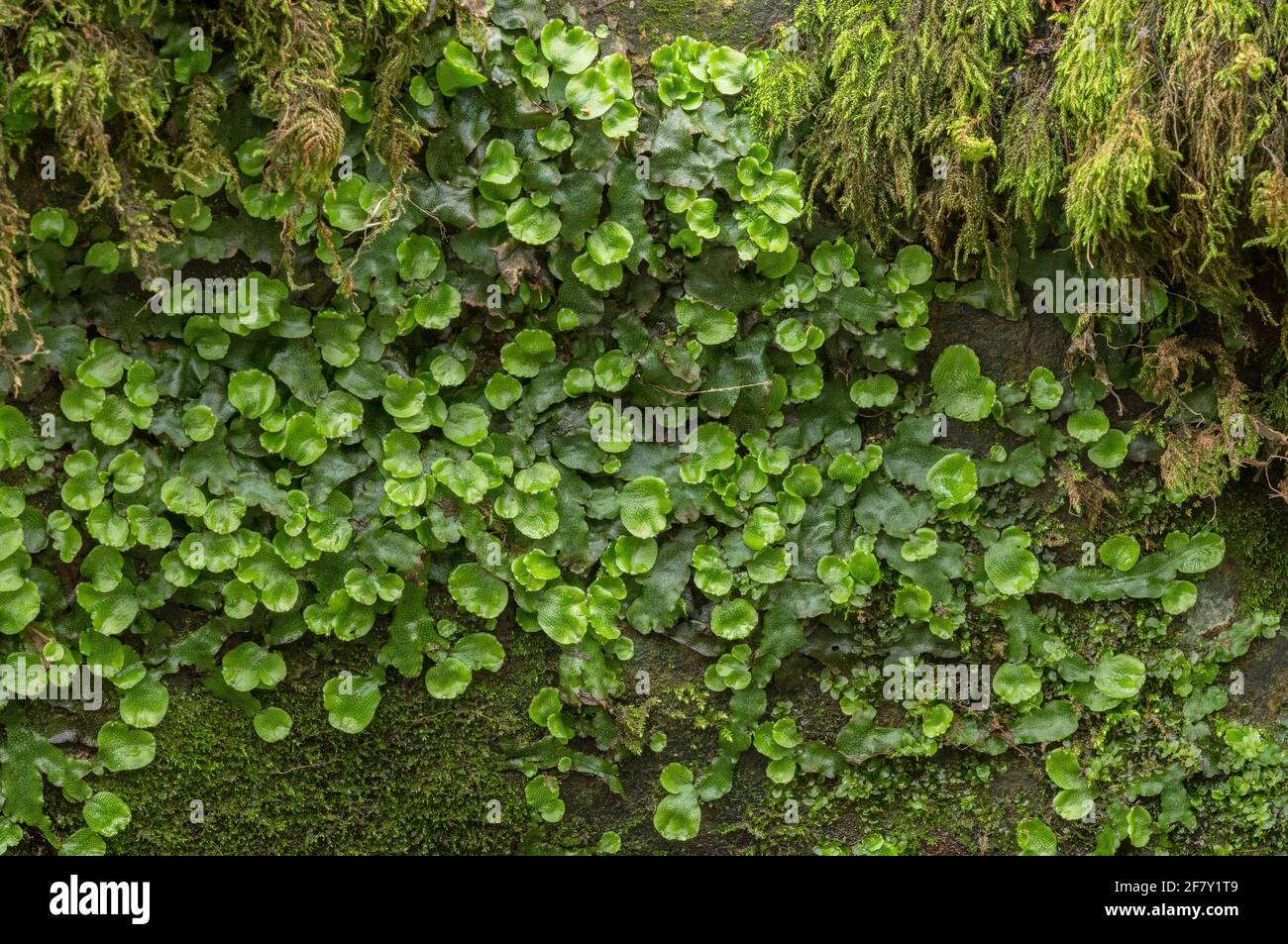 Great scented liverwort, Conocephalum conicum, growing strongly in spring on riverside rocks. Dorset. Stock Photo