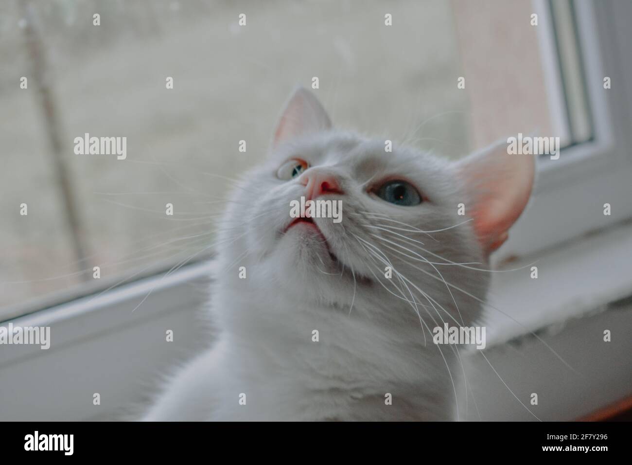 Closeup shot of an adorable white cat on a window sill Stock Photo - Alamy
