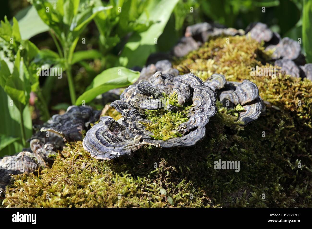 Mossy Log with the Many Zoned Polypore Fungi (Coriolus versicolor) Growing on it, North Pennines, Teesdale, UK Stock Photo