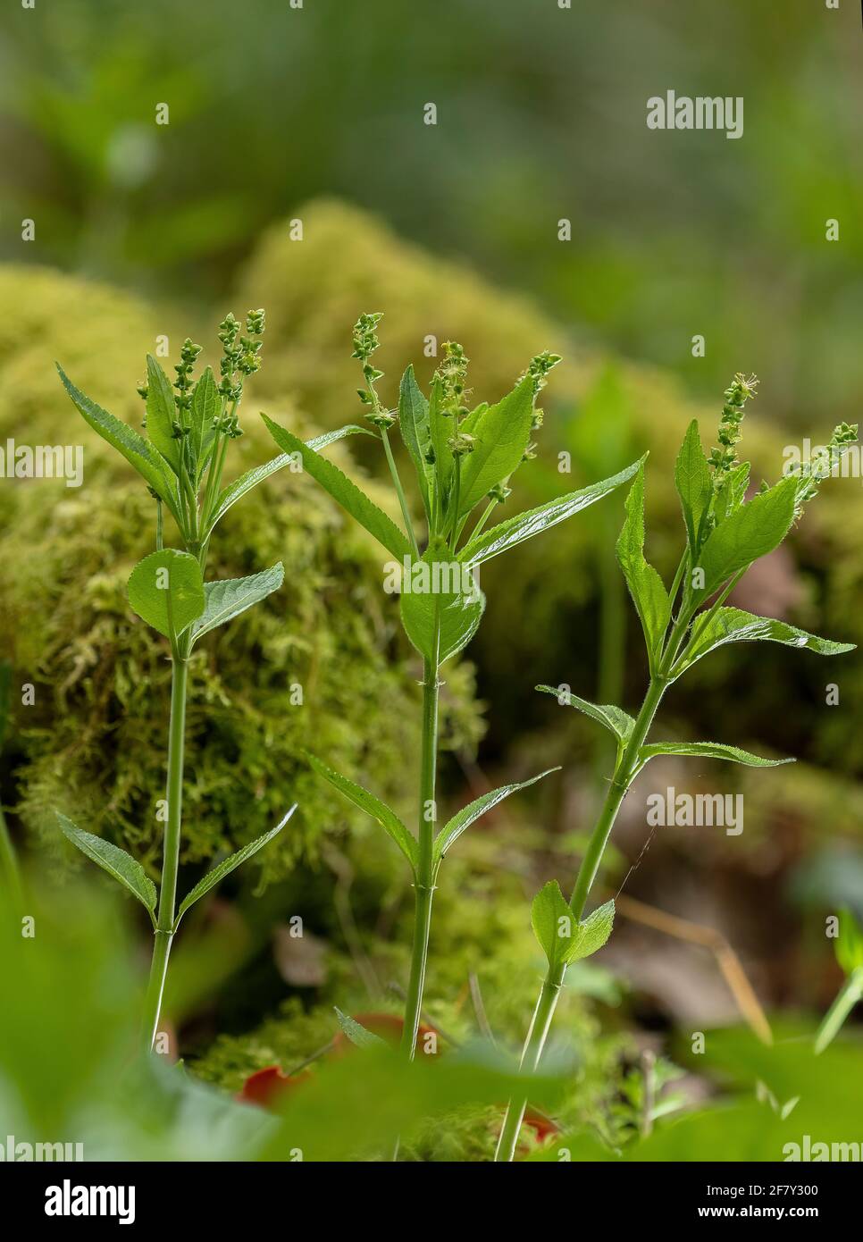 Dog's mercury, Mercurialis perennis, in flower in woodland in early spring. Male plants. Stock Photo