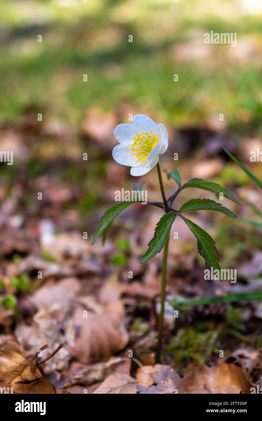 A forest anemone grows among the dry leaves of the forest. Stock Photo