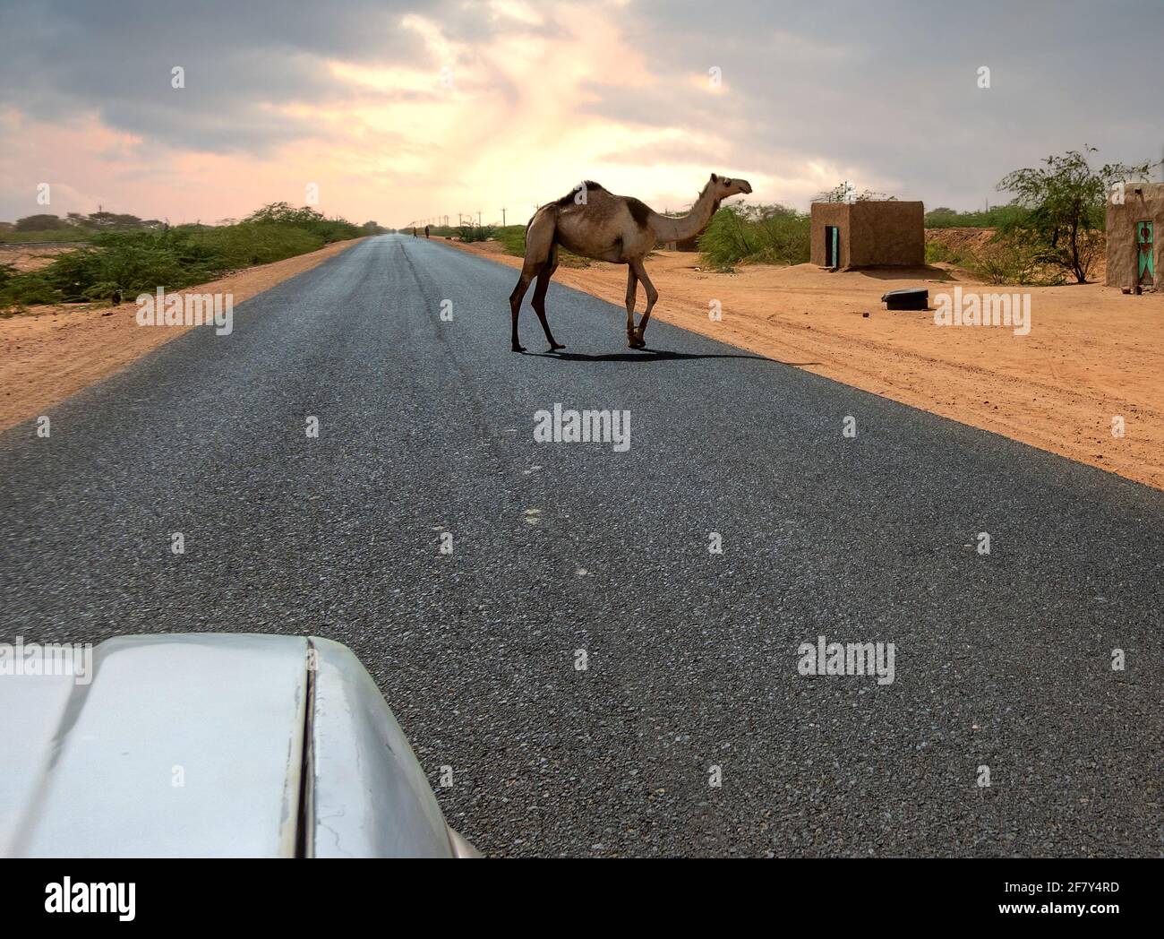 Semi-wild camel running across an asphalted road, Sudan Stock Photo
