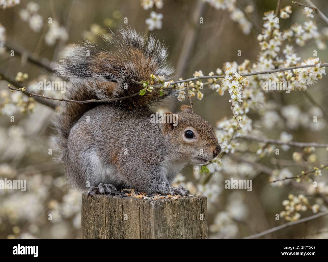 Grey squirrel, Sciurus carolinensis, feeding on bird seed among Blackthorn blossom. Stock Photo
