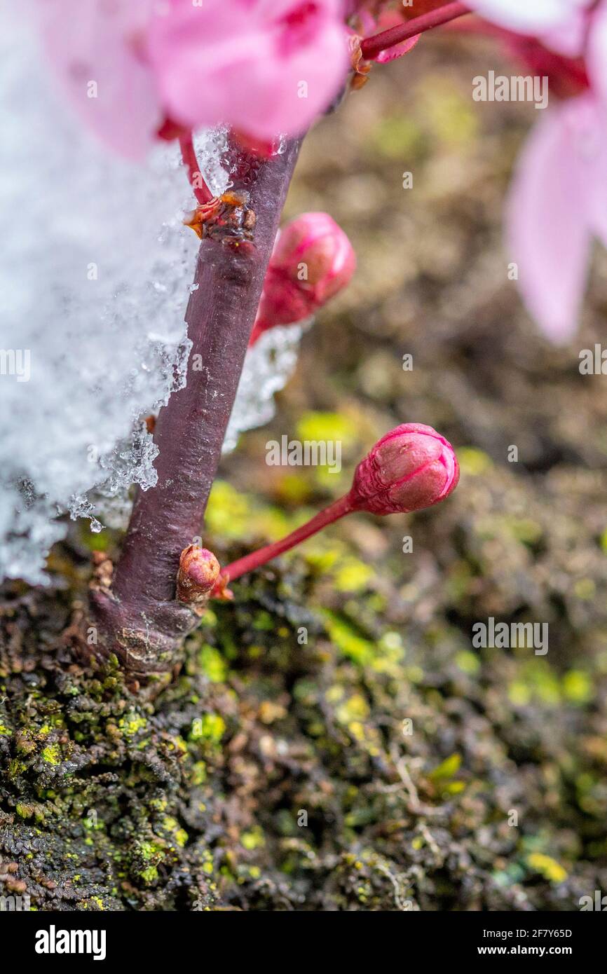 Wonderful japanese flowering cherry in Lochau, Austria Stock Photo
