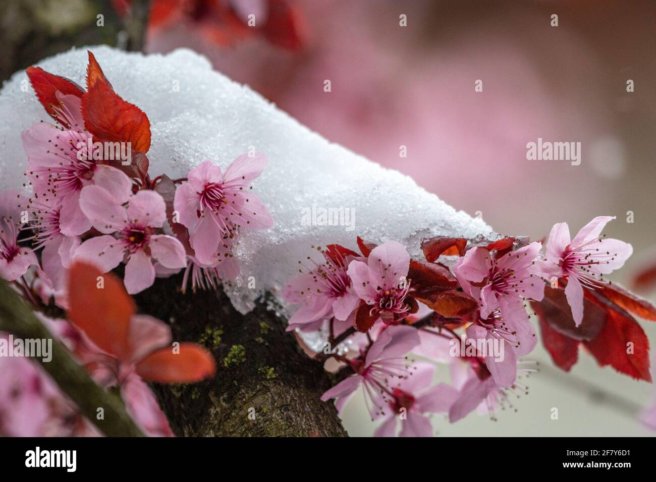 Wonderful japanese flowering cherry in Lochau, Austria Stock Photo