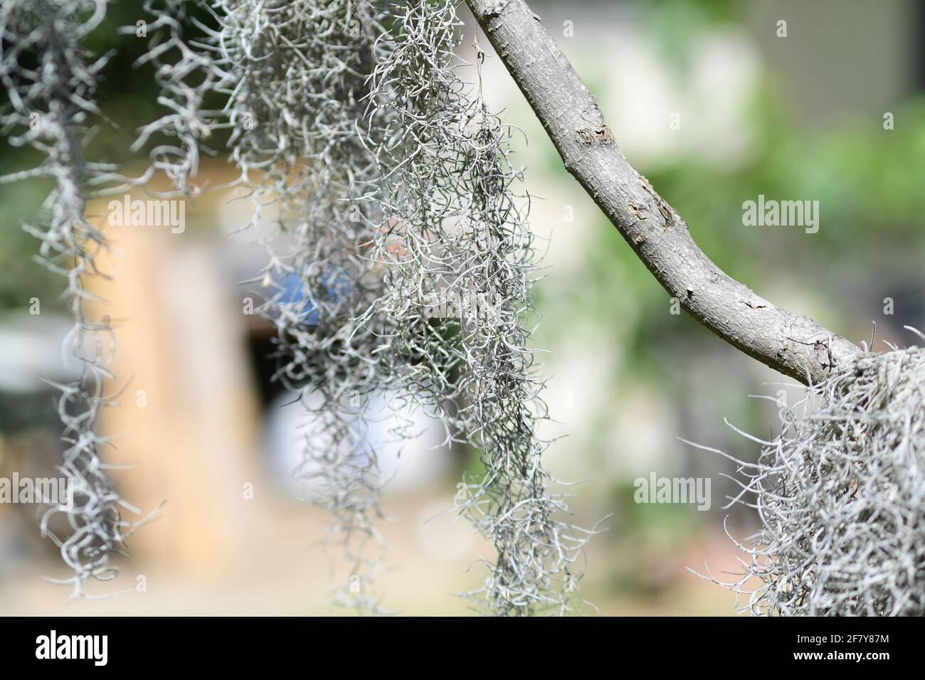 Spanish moss, California central coast. Photo by Jennifer Graylock