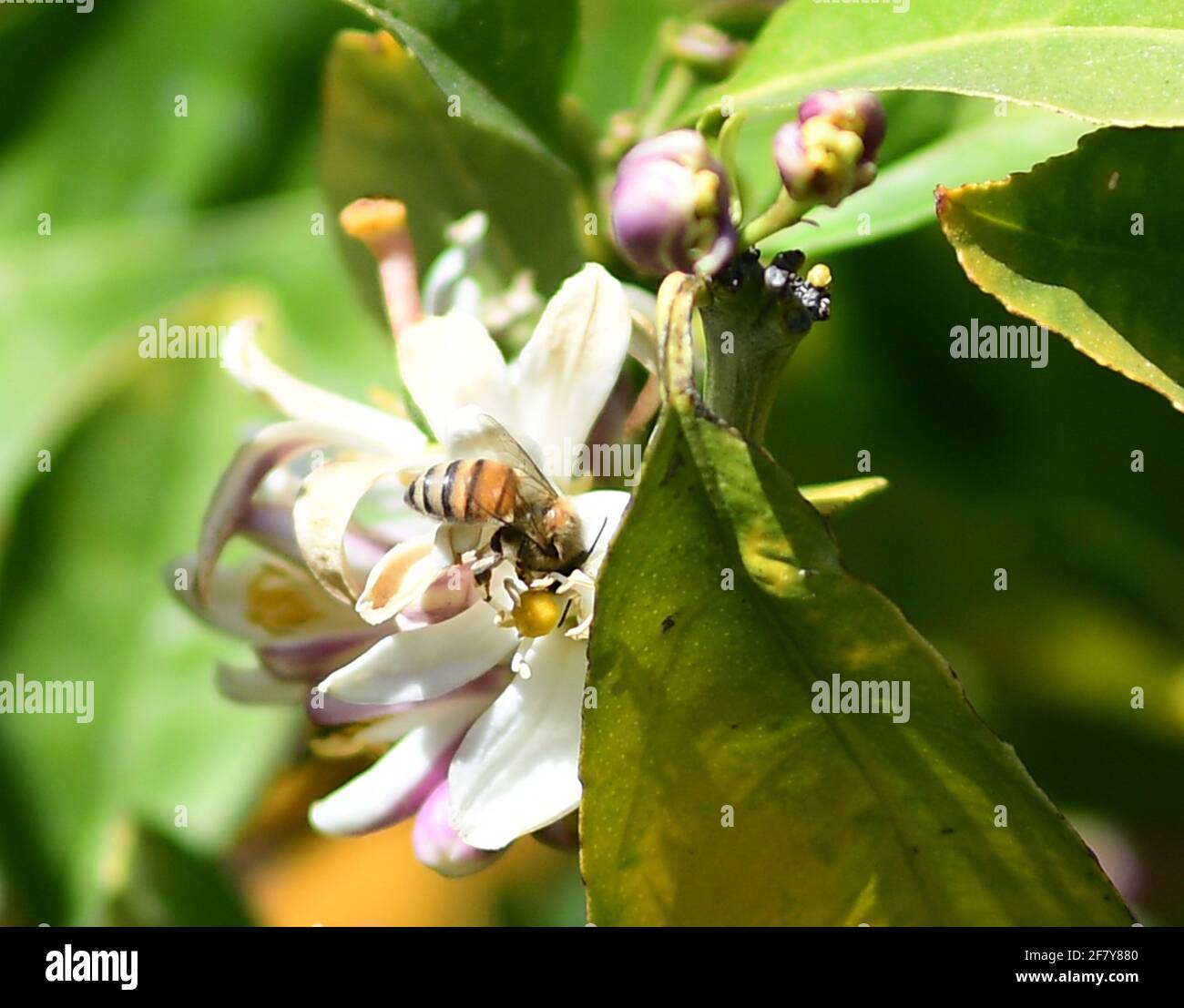 Meyer Lemon tree buds, Meyer Lemon Tree blossoms, Honey bee pollination