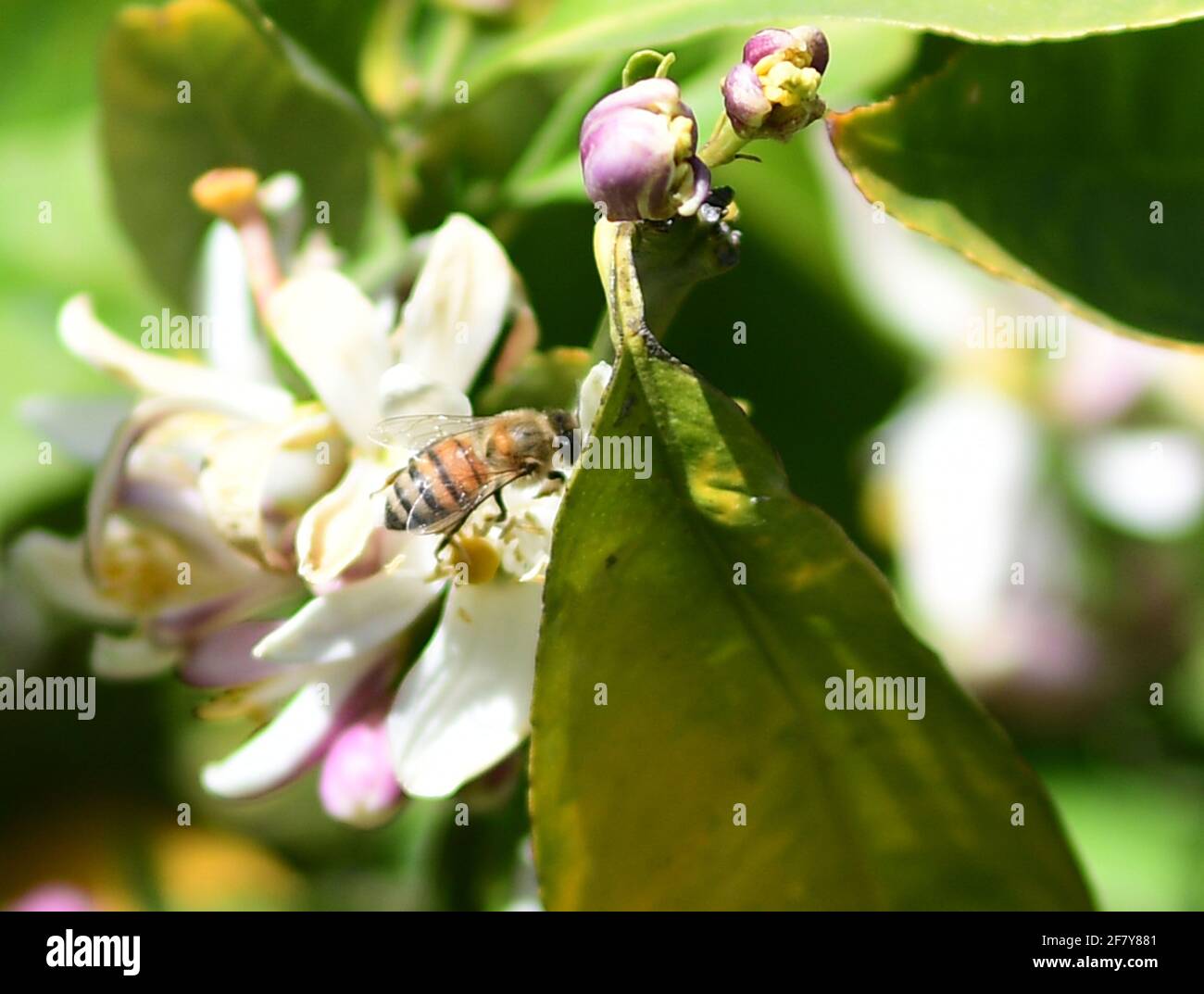 Meyer Lemon tree buds, Meyer Lemon Tree blossoms, Honey bee pollination