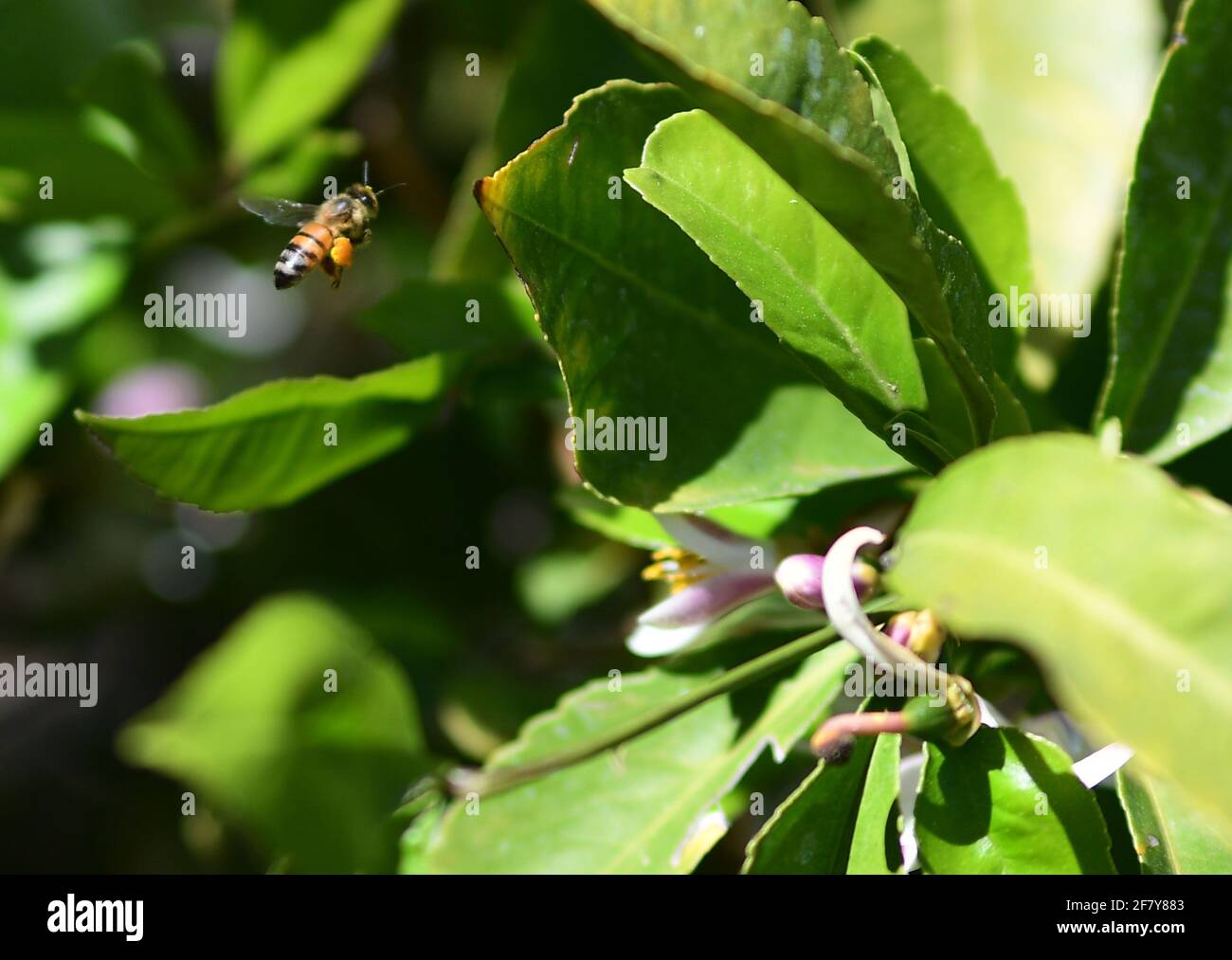 Meyer Lemon tree buds, Meyer Lemon Tree blossoms, Honey bee pollination