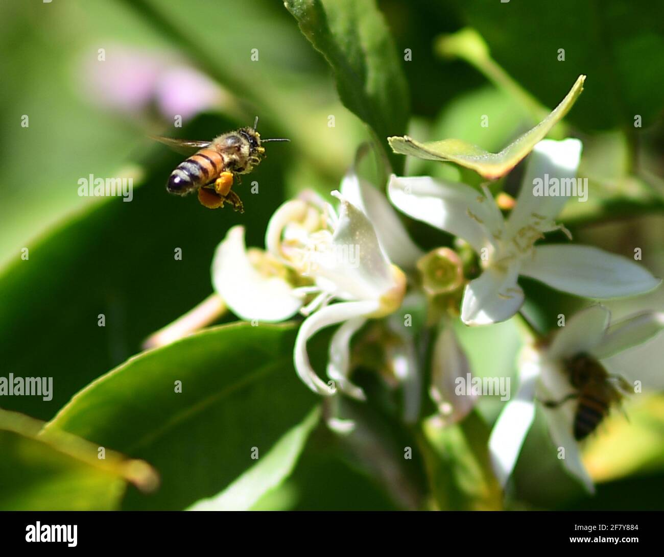 Meyer Lemon tree buds, Meyer Lemon Tree blossoms, Honey bee pollination