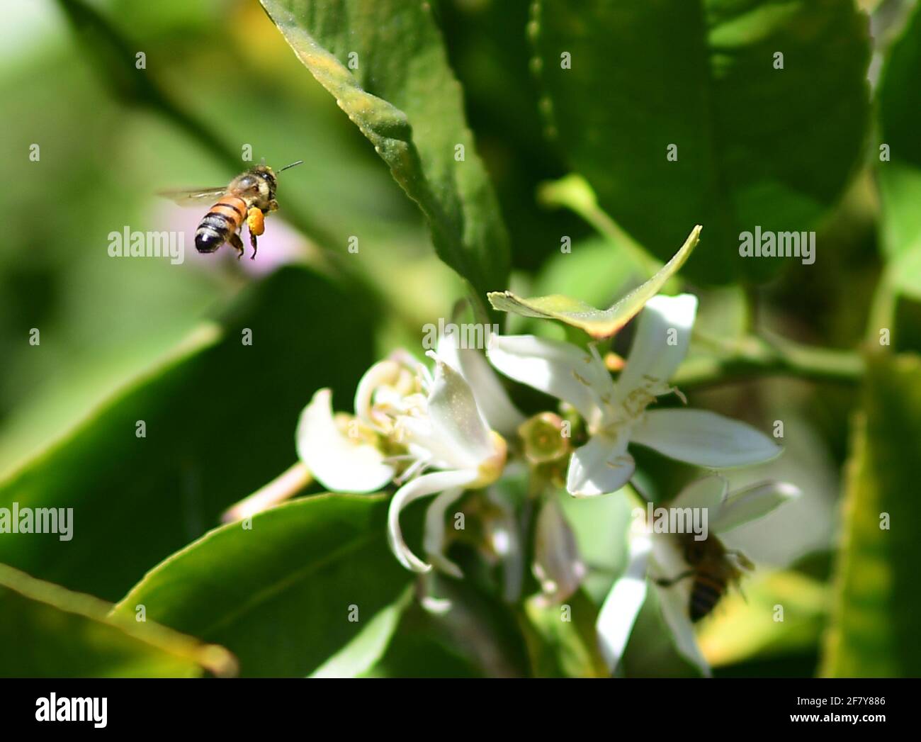 Meyer Lemon tree buds, Meyer Lemon Tree blossoms, Honey bee pollination