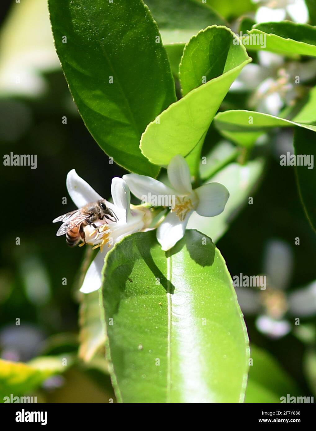 Meyer Lemon tree buds, Meyer Lemon Tree blossoms, Honey bee pollination
