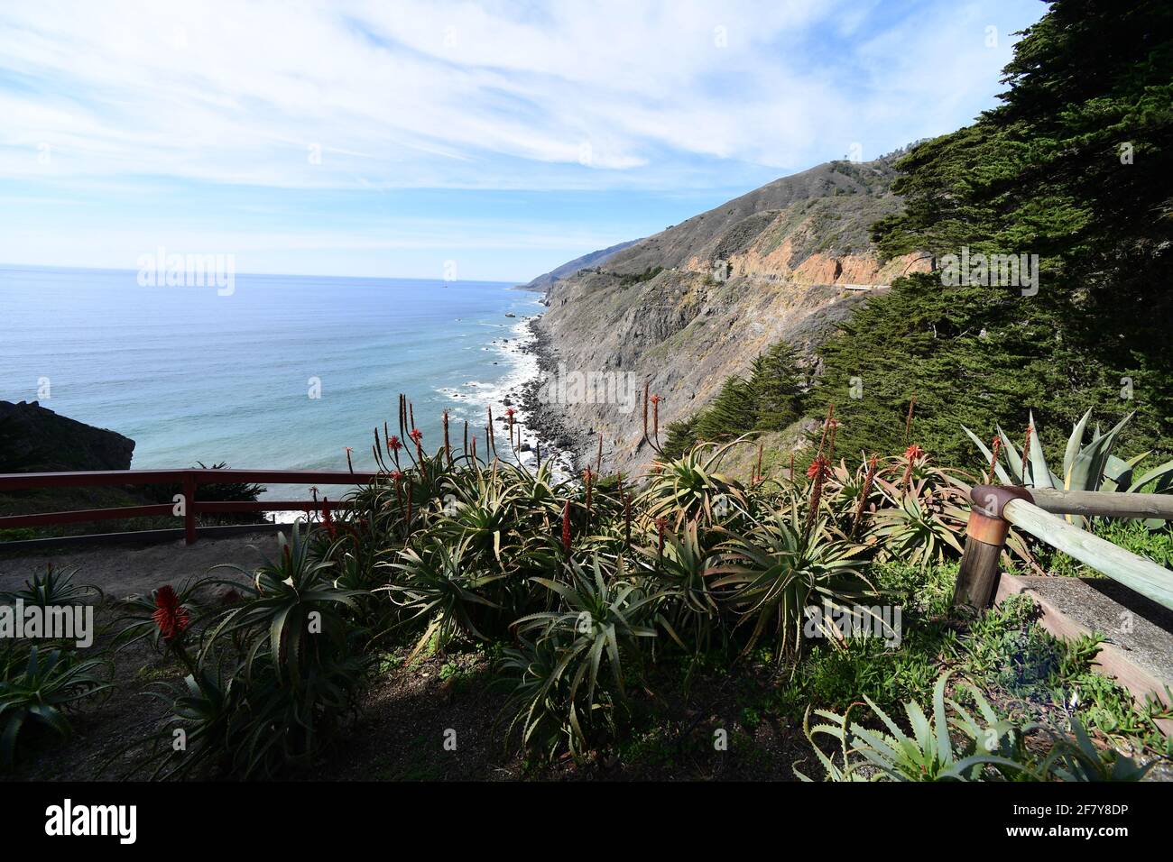 Agave and Aloe plants, California central coast. Photo by Jennifer