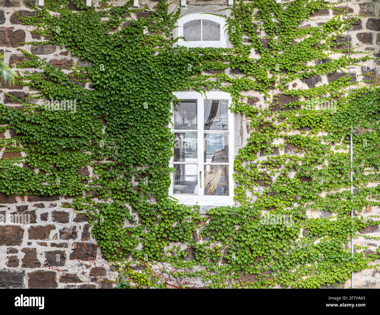window hidden behind leafy green vines on a stone wall Stock Photo