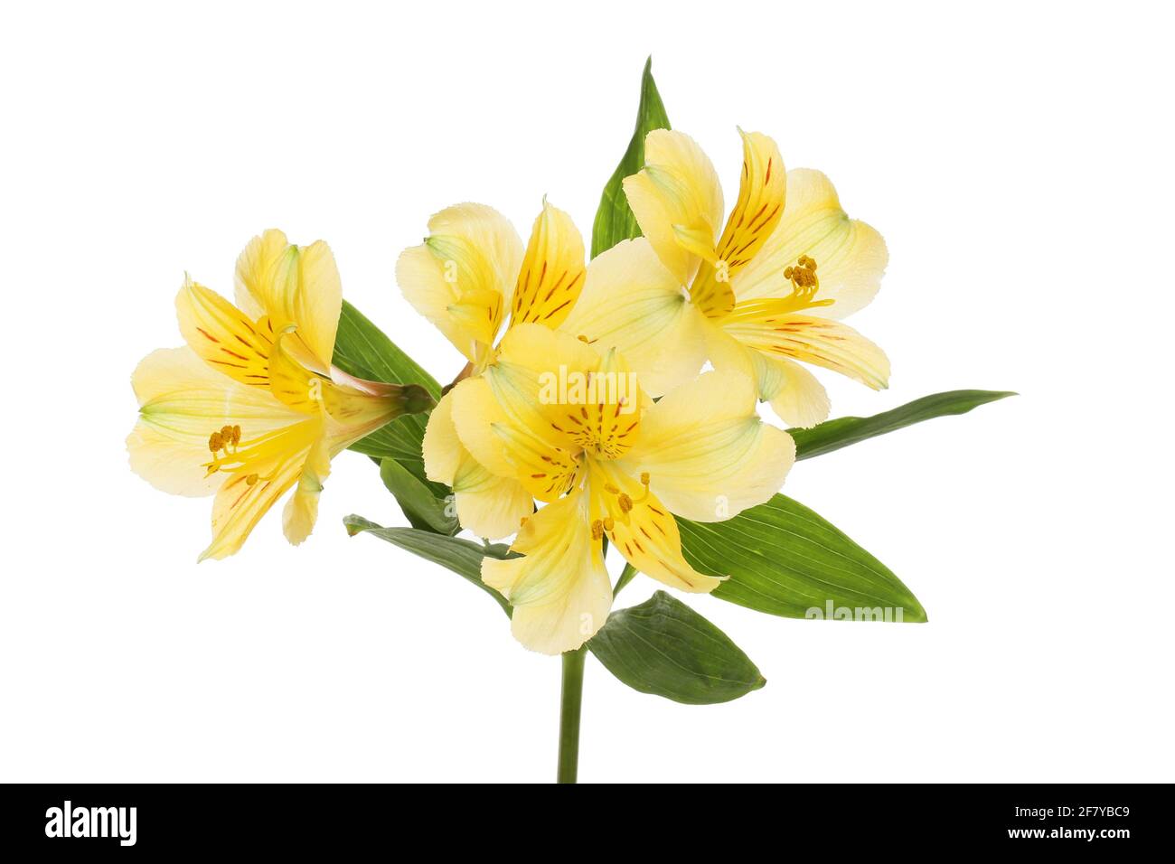 Yellow alstroemeria flowers and foliage isolated against white Stock ...