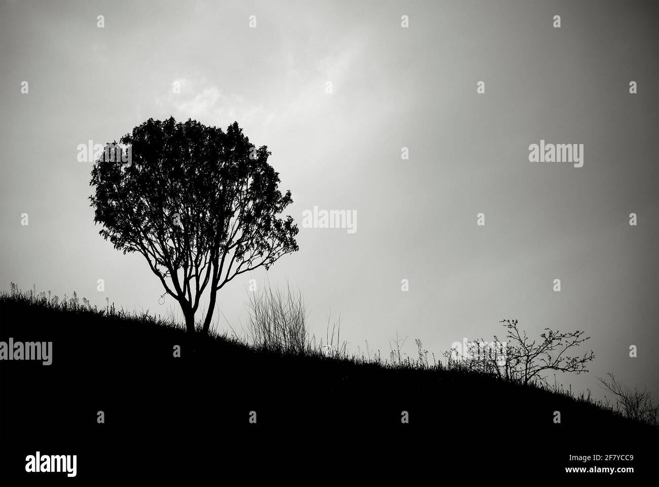 A lone tree silhouette in black and white. A tree on a hill Stock Photo ...
