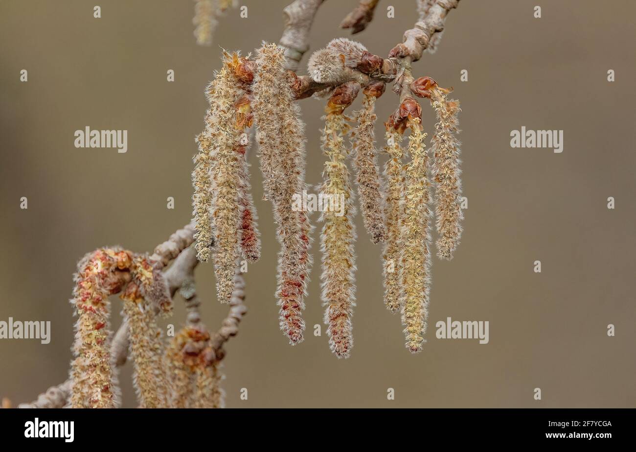 Male catkins of Grey Poplar, Populus x canescens, in early spring. Stock Photo