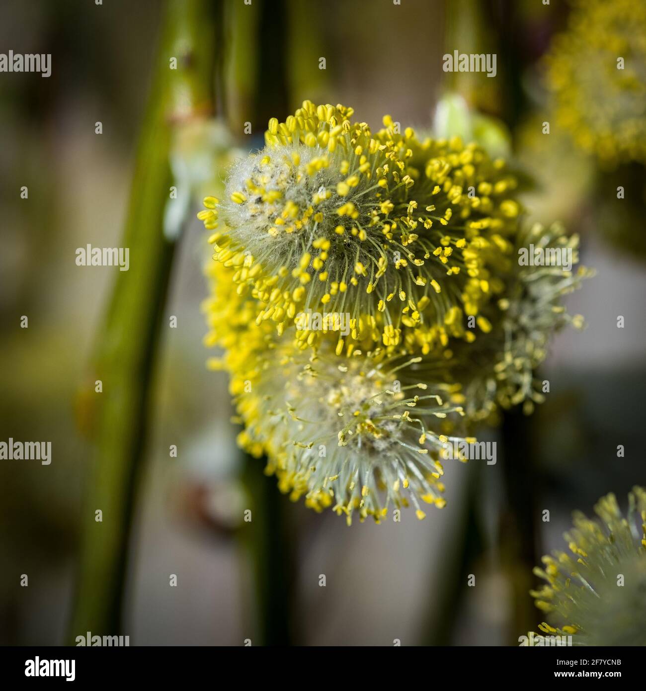 Easter catkins bud. Stock Photo