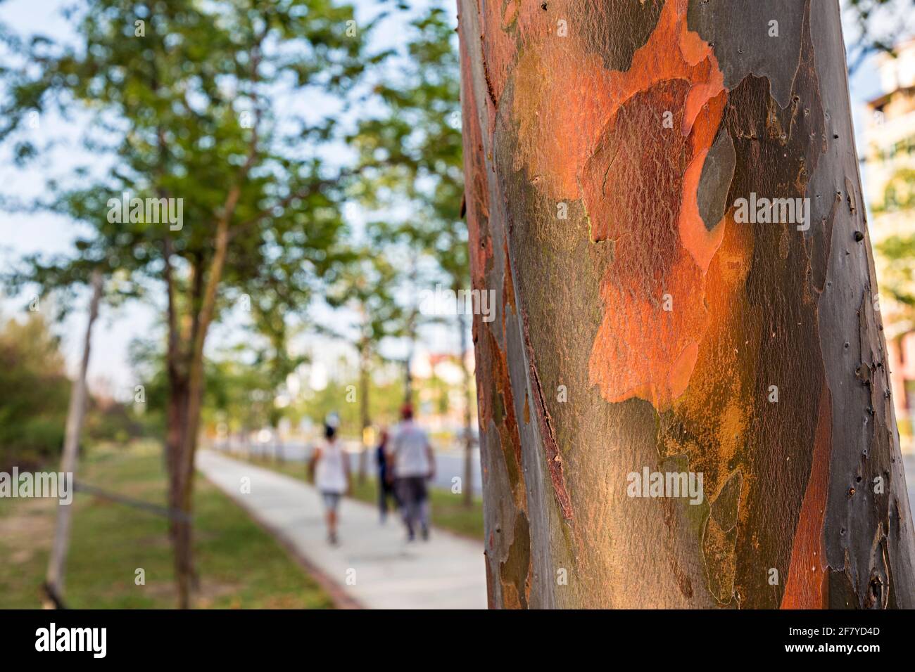 Red peeling bark on tree lining road, Miri, Malaysia Stock Photo