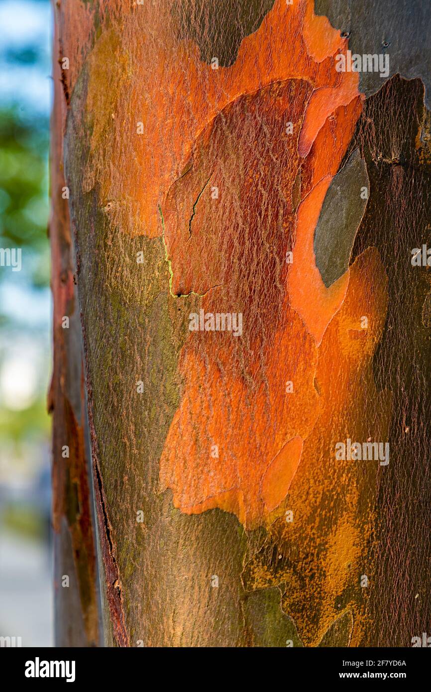Red peeling bark on tree, Miri, Malaysia Stock Photo