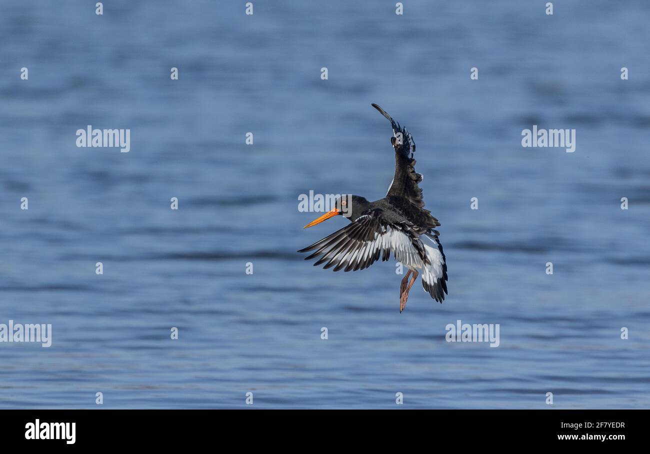 Oystercatcher, Haematopus ostralegus, in flight over coastal lagoon coming in to land. Stock Photo