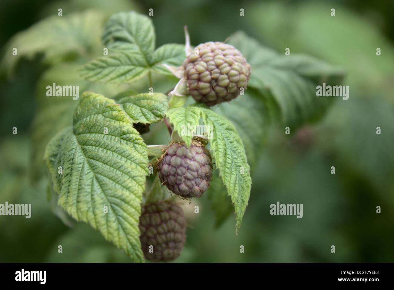 Rasperries hi-res stock photography and images - Alamy