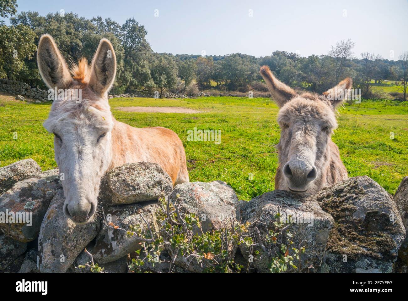 Two donkeys in a medaow. Navalagamella, Madrid province, Spain. Stock Photo
