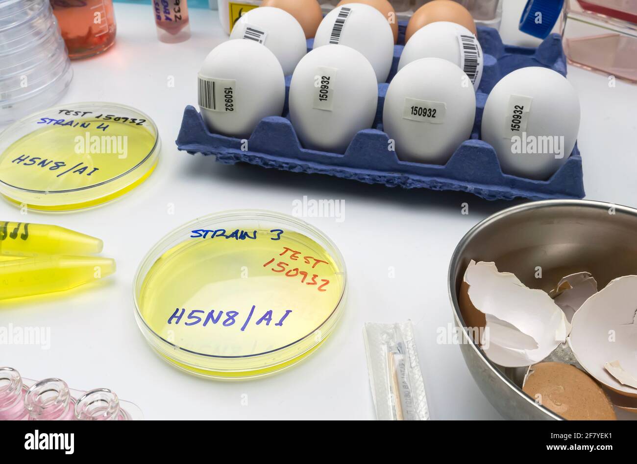 new strain of H5N8 avian influenza infected in humans, petri dish with samples, conceptual image Stock Photo
