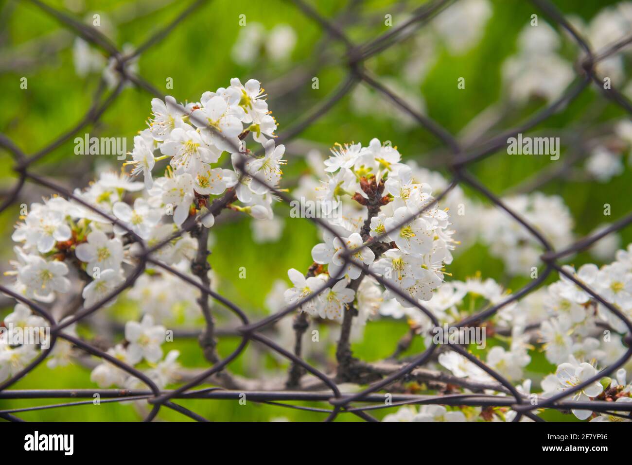 Flowered tree behind a wire netting. Stock Photo