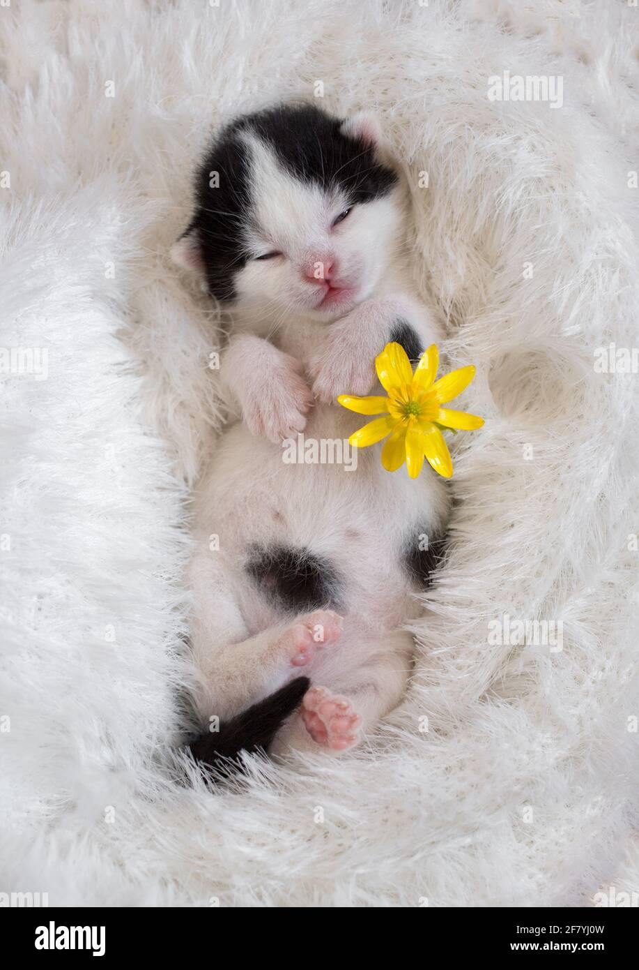 newborn-black-and-white-kittens