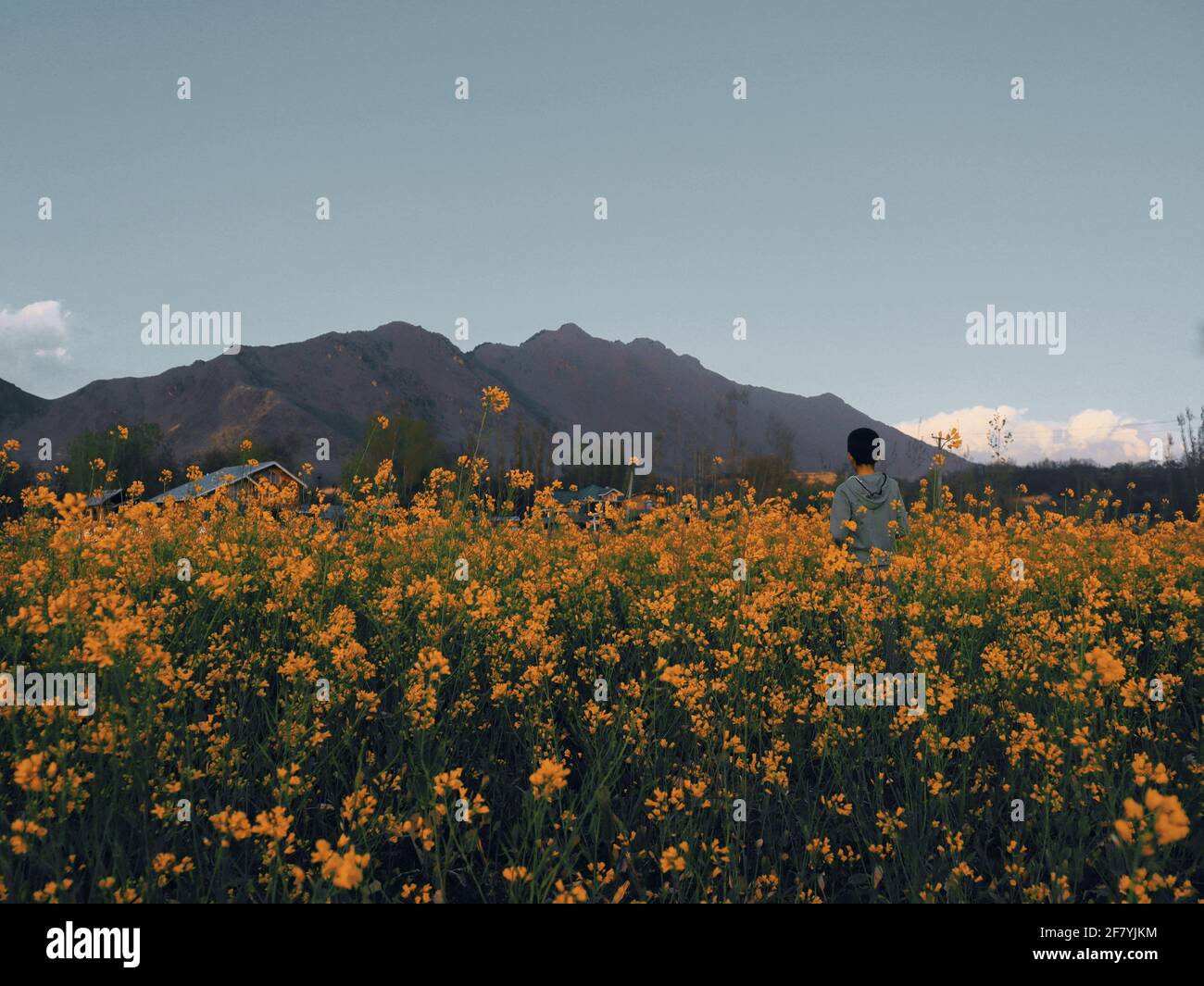 Field full of yellow flowers hi-res stock photography and images - Alamy
