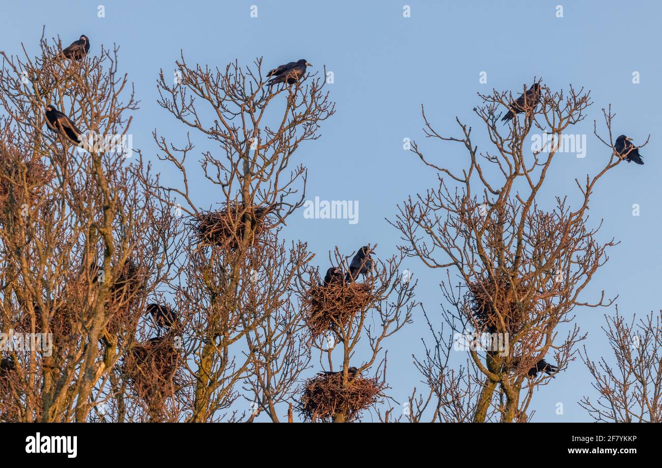 Rook nest hi-res stock photography and images - Alamy