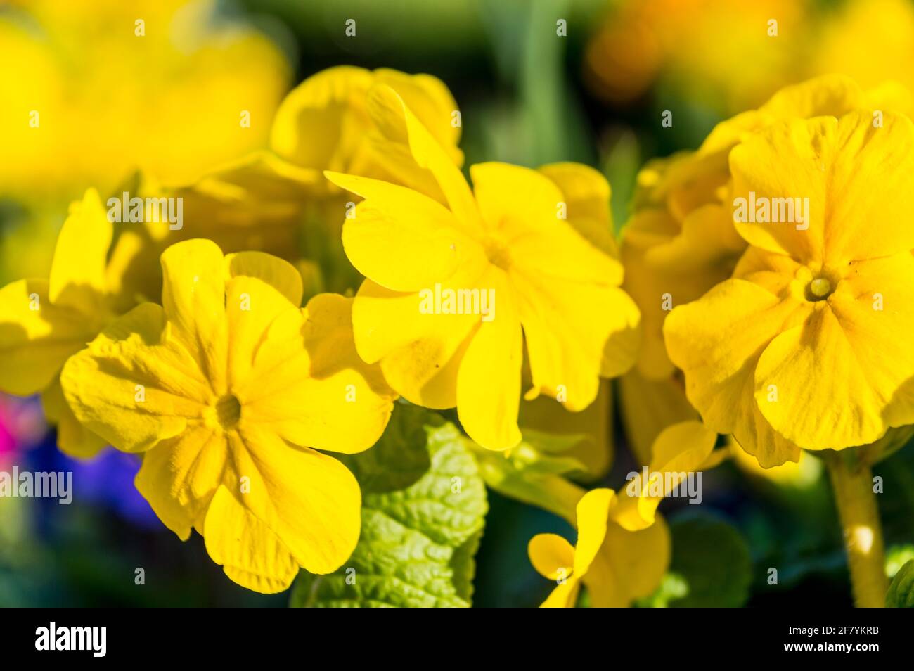 Primrose (Primula vulgaris) flower Stock Photo