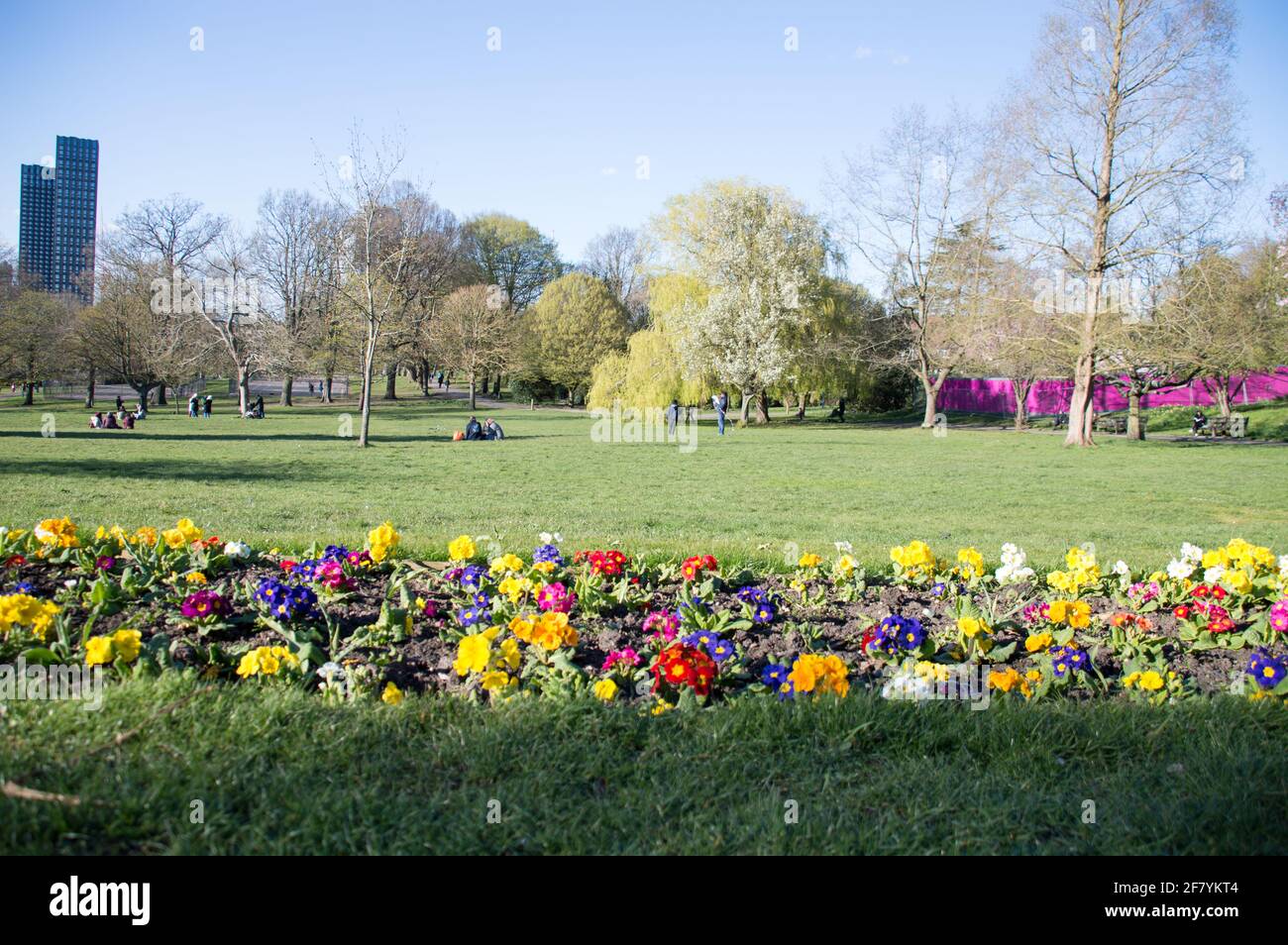 Primrose (Primula vulgaris) flower bed in a London park Stock Photo