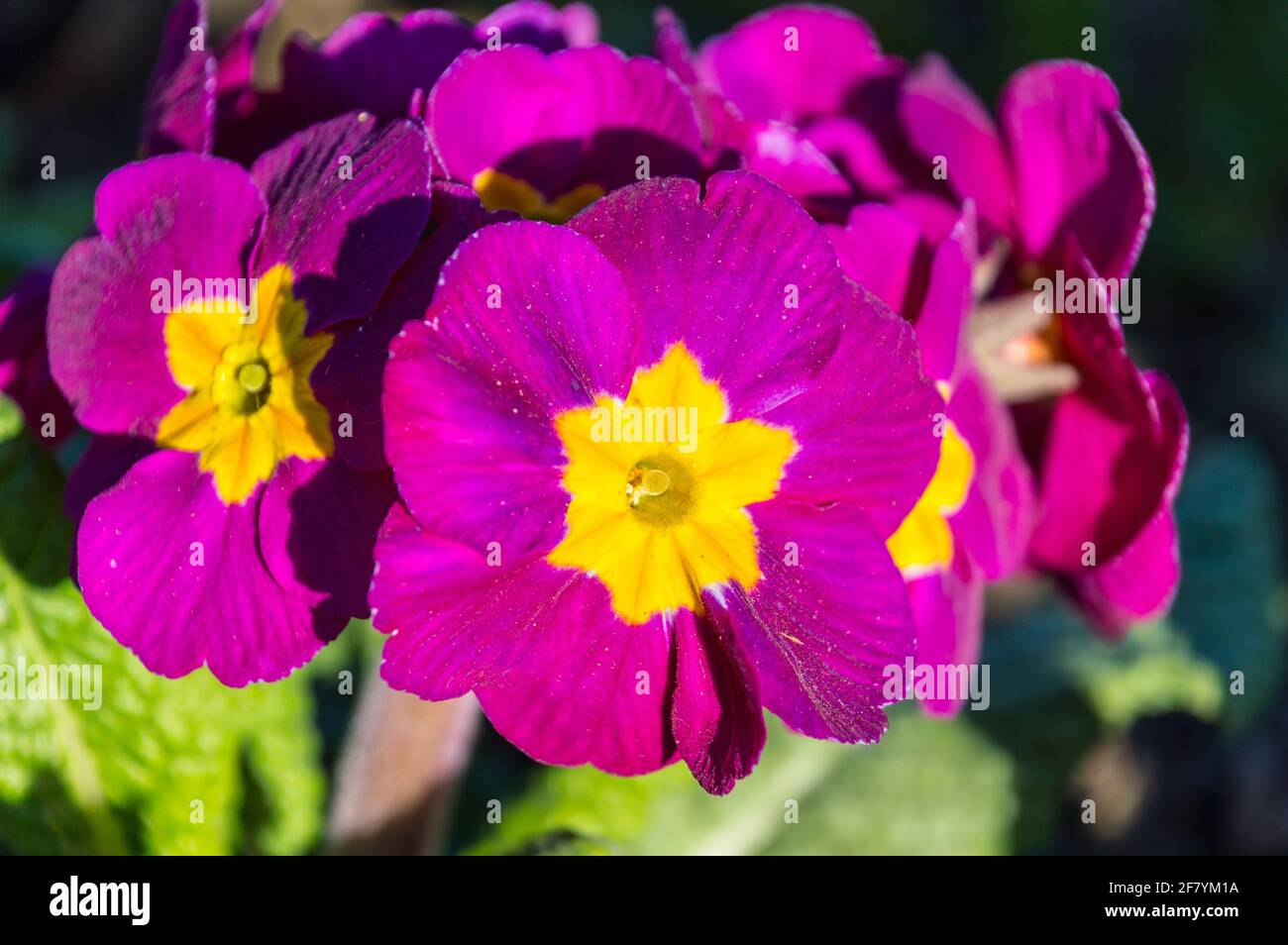Primrose (Primula vulgaris) flower Stock Photo