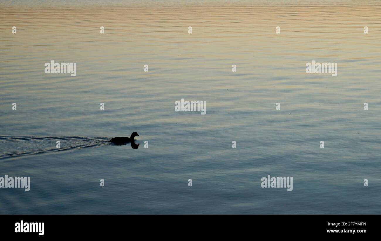 A little duck is swimming in the lake during sunset time. Stock Photo