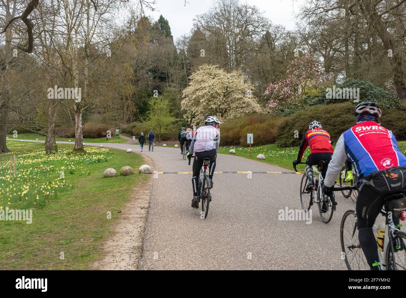 Group of cyclists riding through Windsor Great Park during Spring, Berkshire Surrey border, UK Stock Photo