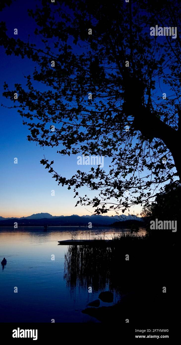 Varese lake during sunset with Firmiana simplex tree on lakeside and mountains far away. Stock Photo