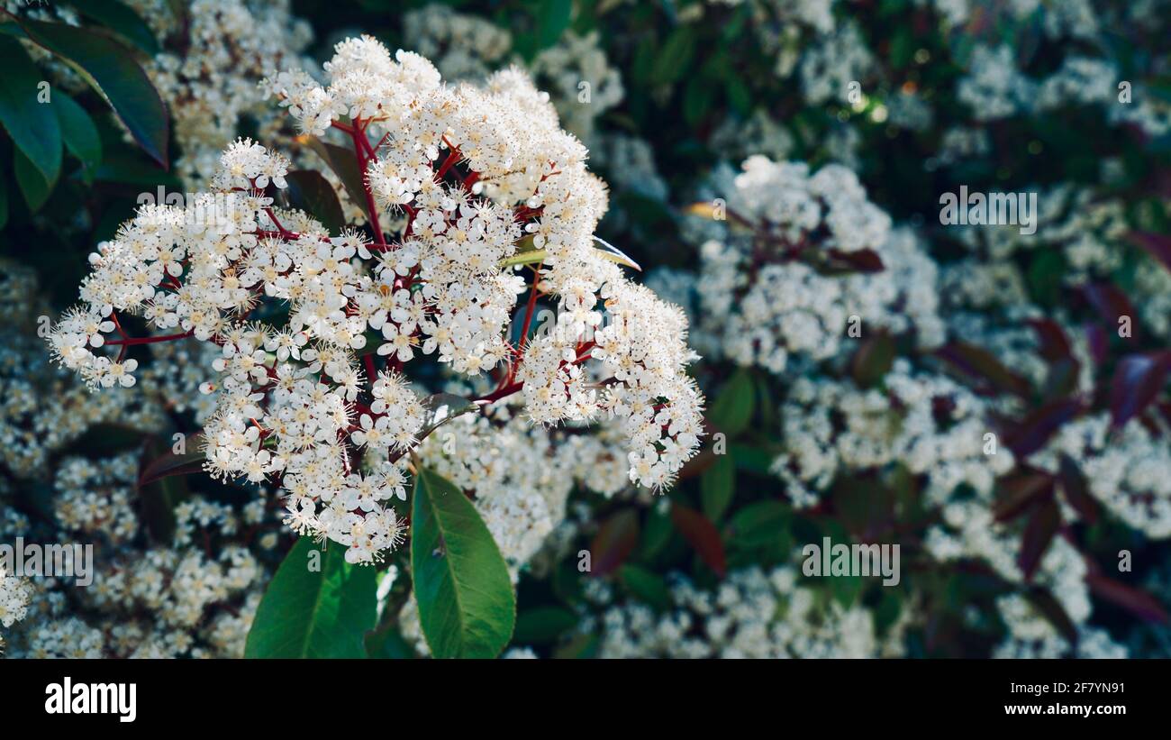 Little white flowers of Photinia glabra with green leaves. Stock Photo
