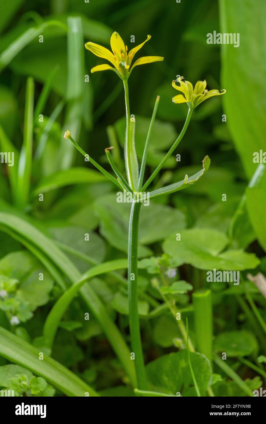 Yellow star-of-Bethlehem, Gagea lutea, in flower in old coppice woodland on chalk, Dorset. Stock Photo