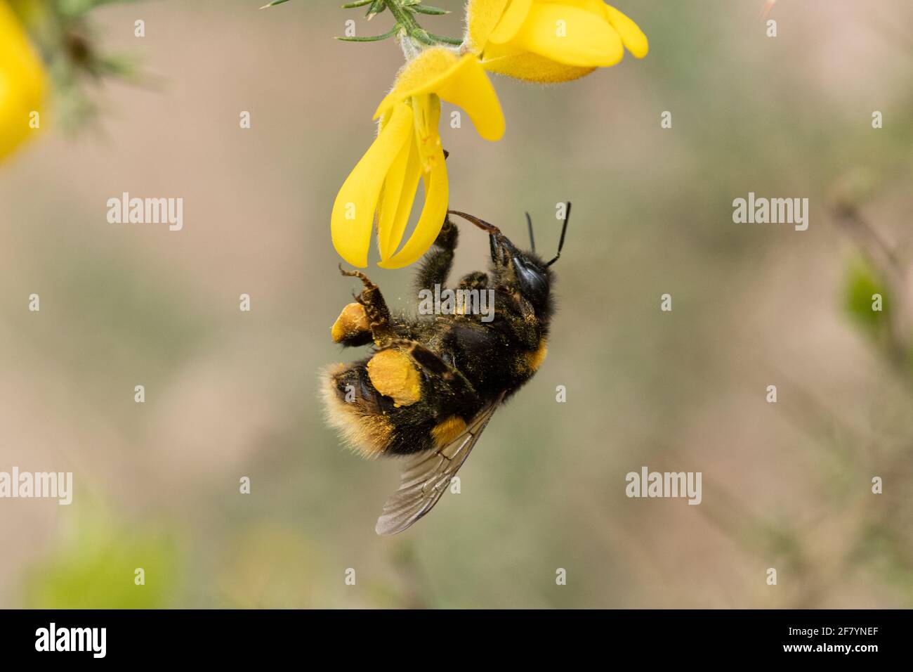 Buff-tailed bumblebee queen (Bombus terrestris) on yellow gorse flowers showing full pollen baskets, UK, April Stock Photo