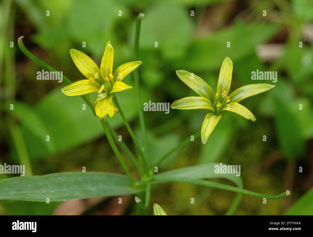 Yellow star-of-Bethlehem, Gagea lutea, in flower in old coppice woodland on chalk, Dorset. Stock Photo