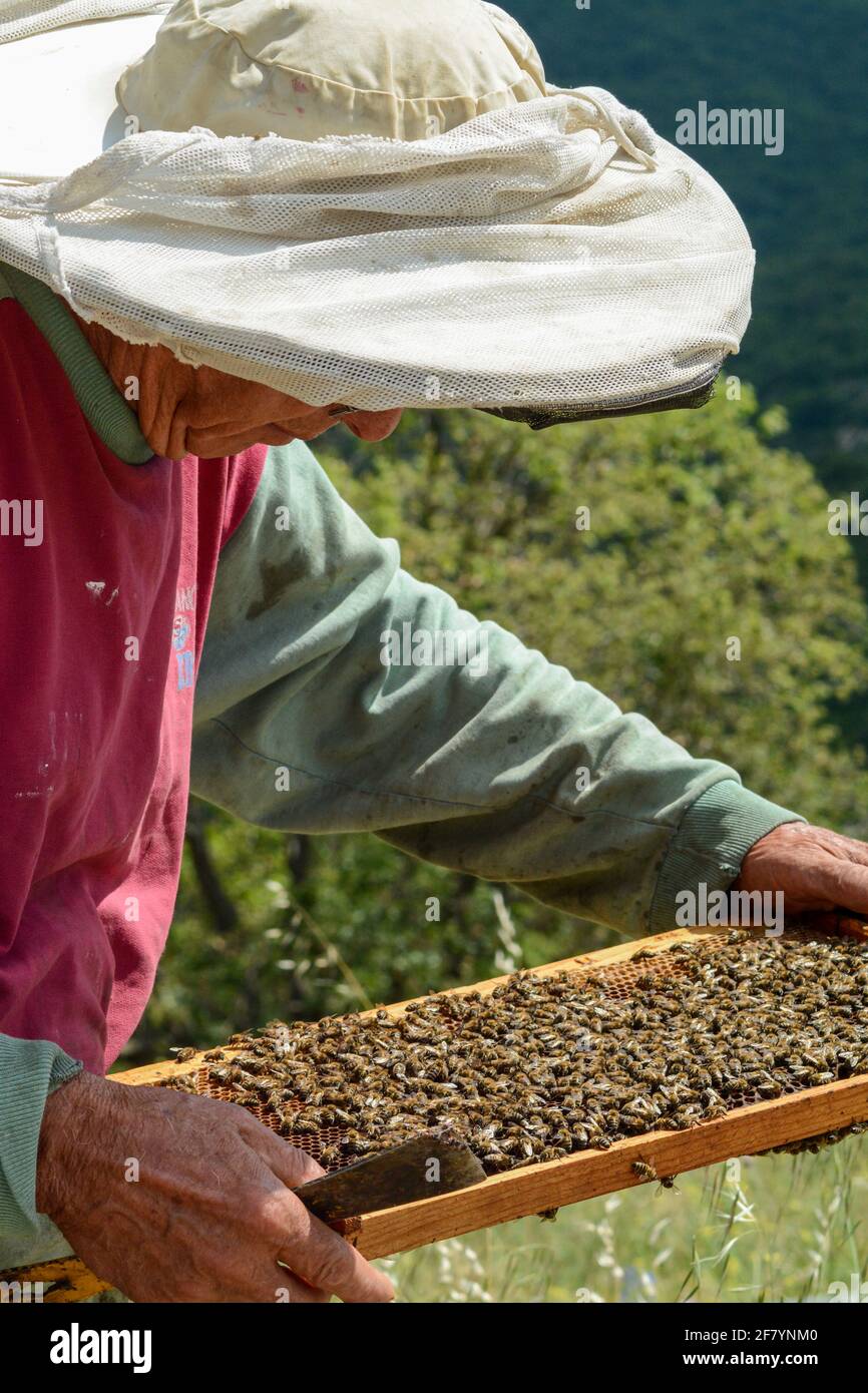 A beekeeper (apiarist) holding a brood frame full of bees (honeybees) in Greece, Europe Stock Photo